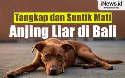 Infografis Anjing Liar di Bali Akan Ditangkap dan Disuntik Mati