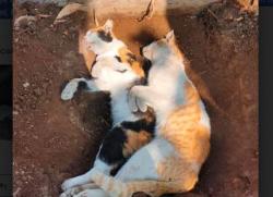 Belasan Kucing di Sawojajar Malang Mati Mendadak, Mulut Berbusa dan Kejang<