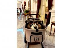 Gemas! Bobby Kertanegara Kucing Presiden Prabowo Pindah ke Istana Negara
