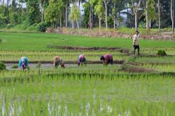 Pemerintah Targetkan Cetak 3 Juta Hektare Sawah untuk Swasembada Pangan
