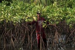 Konservasi Mangrove Segara Anakan Cilacap