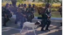 Viral Video Aksi Kocak Kambing Ikut Latihan Baris-berbaris Tentara di Bandung<