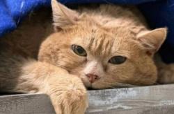 Sedih! Kroshik si Kucing Oyen yang Viral karena Kegemukan Mati<