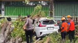 Hujan Deras Disertai Angin Kencang di Bondowoso, Pohon Besar Tumbang Timpa Mobil dan Motor<