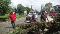 Pohon Tumbang Timpa Mahasiswi saat Berkendara Motor di Padang, Korban Luka-Luka<