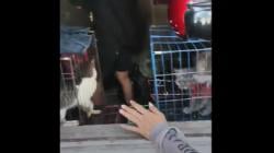 Kisah Pilu di Magelang, 17 Kucing Hidup Memprihatinkan karena Pemiliknya Kesulitan Ekonomi<