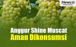 Infografis Bapanas Sebut Anggur Shine Muscat Aman Dikonsumsi