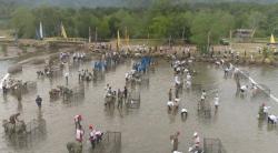 MNC Peduli-Hotel Golden Tulip Springhill Bandarlampung Tanam 20.000 Mangrove<
