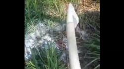 Viral Video Peternak di Pasuruan Buang Ribuan Liter Susu Dampak Pembatasan Kuota <
