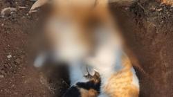 Belasan Kucing Mati Mendadak Diduga Diracun di Sawojajar Malang, Ketua RT Lapor Polisi<