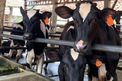 11 Tahun Gandeng Peternak Lokal Produksi Susu Segar