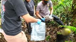 Geger! Tengkorak Kerangka Manusia Ditemukan dalam Hutan di Toba<