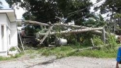 Diterjang Angin Kencang, Pohon Besar Tumbang Timpa Tiang Listrik hingga Patah di Temanggung<