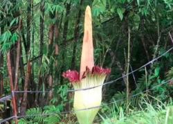 Bunga Bangkai Raksasa Mekar di Kebun Raya Liwa, Jadi Magnet Wisata dan Konservasi<