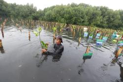 Tanam Ribuan Mangrove dan Lepas Puluhan Burung di Taman Wisata Alam