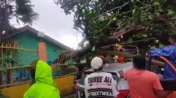 Parepare Hujan Disertai Angin Kencang, Pohon Besar Tumbang Timpa Mobil Honda HR-V<