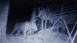 Ngeri! Harimau Terekam Video Berkeliaran di Kawasan RSUD M Thohir Pesisir Barat<