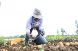Program Lumbung Pangan Memupuk Harapan Baru Petani di Tanah Humbang Hasundutan