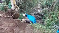 Moly Gajah Bali Zoo yang Hanyut Terseret Arus Sungai Dievakuasi Gunakan Alat Berat<