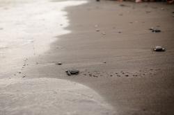 Pelepasan Tukik di Pantai Saba Bali