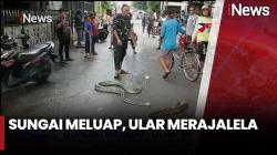 Ngeri! 3 Ular Sanca Teror Warga usai Luapan Sungai di Sidoarjo