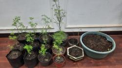 Kakek 64 Tahun di Malang Nekat Tanam Ganja di Rumah<