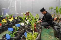 Aktivitas Santri di Greenhouse Pondok Pesantren Tahfidz Qur'an Daarul 'Uluum Lido
