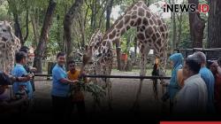Pj Gubernur Teguh Beri Nama Anak Jerapah 'Rajaka' yang Lahir di Ragunan, Ini Maknanya