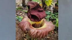 Heboh Bunga Bangkai Mekar di Kebun Warga Merangin, Ramai Dikunjungi<