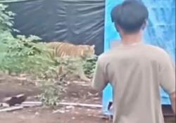 Viral Pria di Pelalawan Santai Rekam Harimau dari Jarak Dekat <