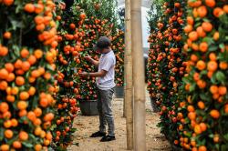 Pohon Jeruk Kimkit Laris Manis Jelang Imlek