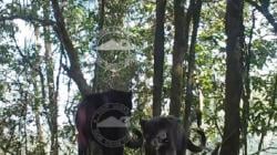 2 Ekor Macan Tutul Jawa Terekam Kamera di Kawasan Gunung Bromo, Ini Penampakannya<