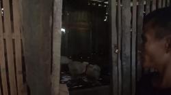 Pilu! Bocah di Nias Selatan Disiksa Keluarga, Tidurnya di Kandang Bersama Ayam