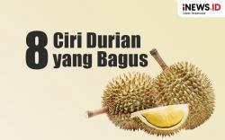 Infografis 8 Ciri Durian yang Bagus