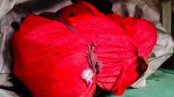 Polisi Tangkap Pembunuh Wanita yang Mayatnya Dibungkus Kain di Bantul<