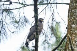 Menhut Lepas Liarkan 2 Elang Ular Bido di Gunung Gede Pangrango, Ini Penampakannya