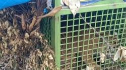 Harimau Pemangsa Manusia di Lampung Ditangkap, Masuk dalam Perangkap<