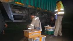Geledah Truk Mencurigakan, Petugas Temukan 982 Burung di Pelabuhan Bakauheni<