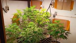 Polisi Gerebek Ladang Ganja Dalam Rumah di Bandung, 1 Ditangkap 7 Pohon Disita<