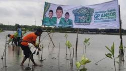 GP Ansor Tanam 500 Mangrove di Brebes, Gus Rifqi: Bentuk Keseimbangan untuk Penerus Kita<