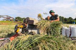BPS Proyeksi Produksi Beras Tembus 10,16 Juta Ton pada Januari-Maret 2026