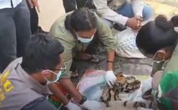 6 Pemburu Liar Ditangkap Bantai Harimau Sumatera di Rokan Hulu<