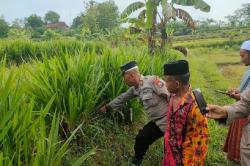 Sampang Heboh, Bayi Perempuan Baru Lahir Ditemukan Warga di Sawah<