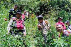 Fakta Temuan Ladang Ganja di Gunung Semeru, Berawal dari Polisi Tangkap 2 Pelaku Narkoba<