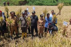 Anggota DPRD dari Partai Perindo Yusuf Bora Apresiasi Panen Raya Padi di Sumba Barat Daya