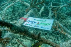 BRI Menanam Grow & Green Lakukan Transplantasi Terumbu Karang di NTB