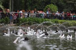 Sejarah Ragunan, Berawal dari Lahan Milik Pelukis Raden Saleh hingga Jadi Kebun Binatang Terbesar di Asia