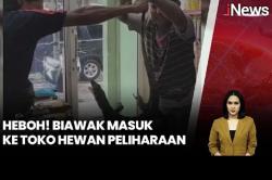 Heboh Biawak Acak-acak Toko Hewan Peliharaan di Bangkalan, Dievakuasi Petugas Damkar