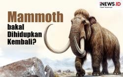 Infografis Setelah Serigala Dire Wolf, Mammoth bakal Dihidupkan Kembali?