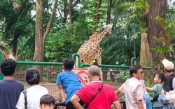 Libur Paskah, Pengunjung Taman Margasatwa Ragunan Nyaris Tembus 20.00 Orang 
